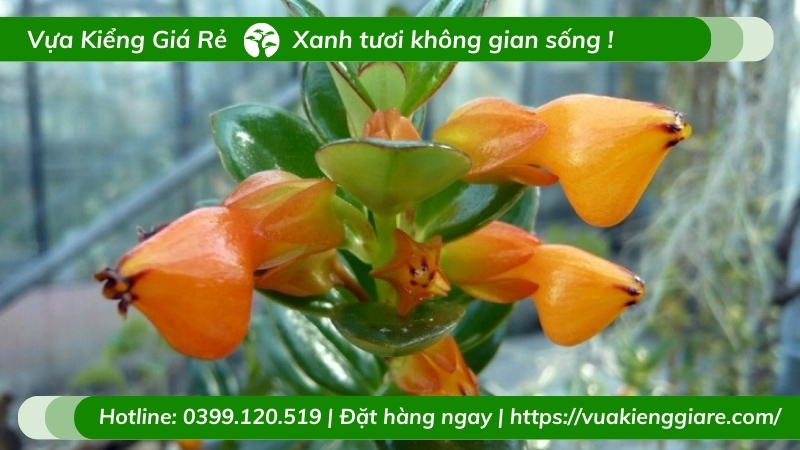 cây cá vàng chậu treo