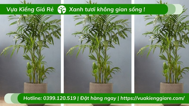 cây cau hawai