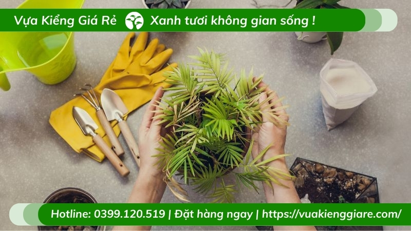 cây cau hawai