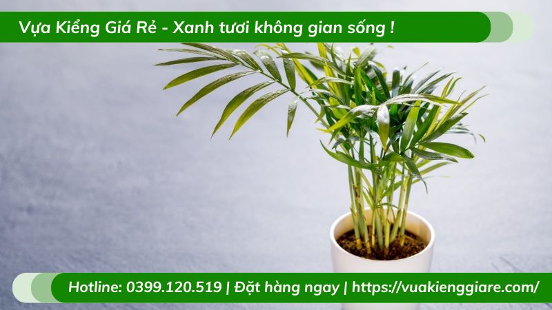 Cây cau tiểu trâm trồng chậu nhỏ để bàn