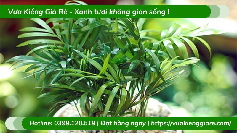 Cây cau tiểu trâm trồng chậu nhỏ để bàn