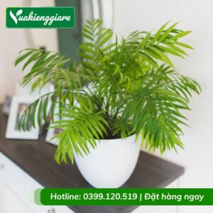 cay-cau-tieu-tram-trong-chau-nho-de-ban