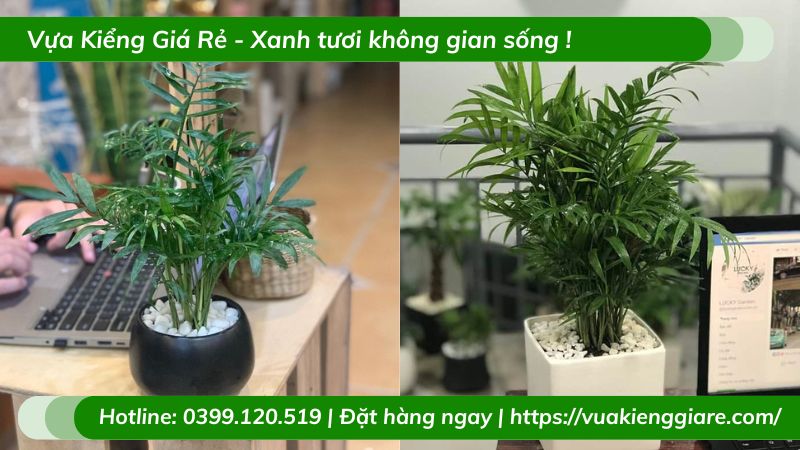 Cây cau tiểu trâm trồng chậu nhỏ để bàn