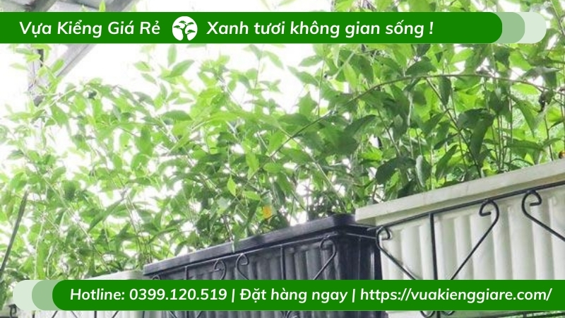 cây cúc tần ấn độ trậu cheo trên giàn