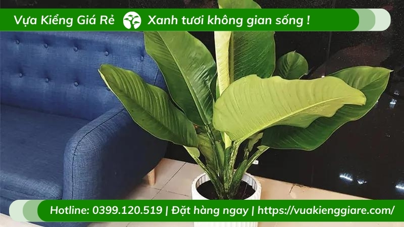 Đại phú gia - chậu cây nội thất ý nghĩa