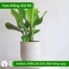 cây đại phú gia