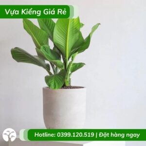 cây đại phú gia