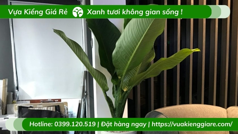 Đại phú gia - chậu cây nội thất ý nghĩa