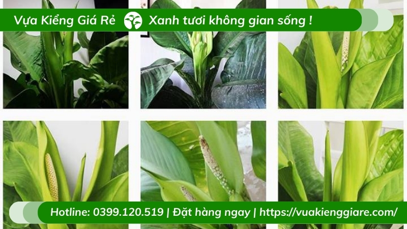 Đại phú gia - chậu cây nội thất ý nghĩa