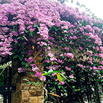 danh mục cây dây leo