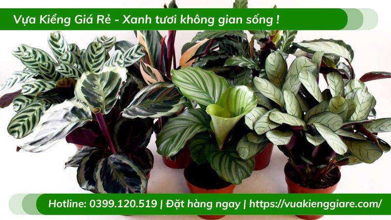 Cây đuôi công calathea trồng chậu để bàn