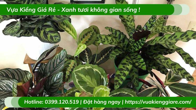 Cây đuôi công calathea trồng chậu để bàn