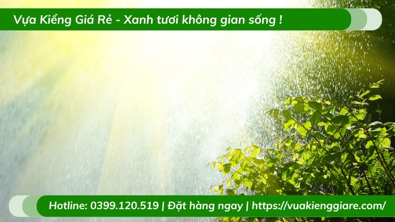 Cây đuôi công calathea trồng chậu để bàn