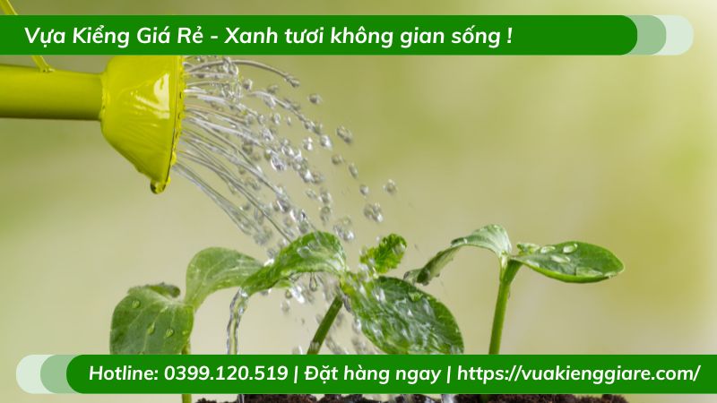 Cây đuôi công calathea trồng chậu để bàn