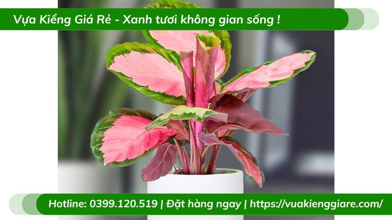 Cây đuôi công hồng chậu để bàn