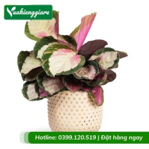 Cây đuôi công hồng chậu để bàn