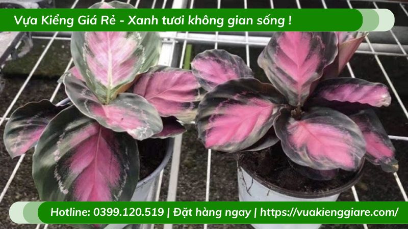 Cây đuôi công hồng chậu để bàn