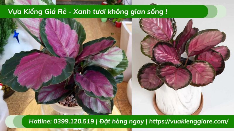 Cây đuôi công hồng chậu để bàn
