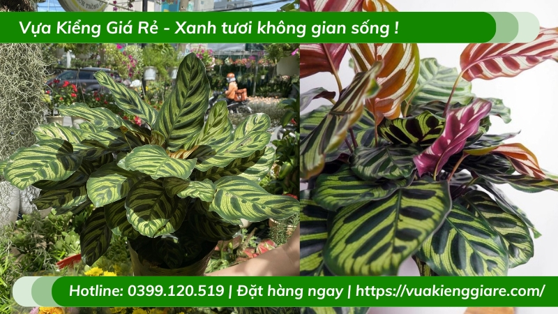 Cây đuôi công khổng tước trồng chậu để bàn