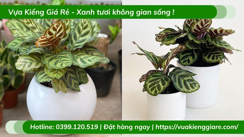 Cây đuôi công khổng tước trồng chậu để bàn