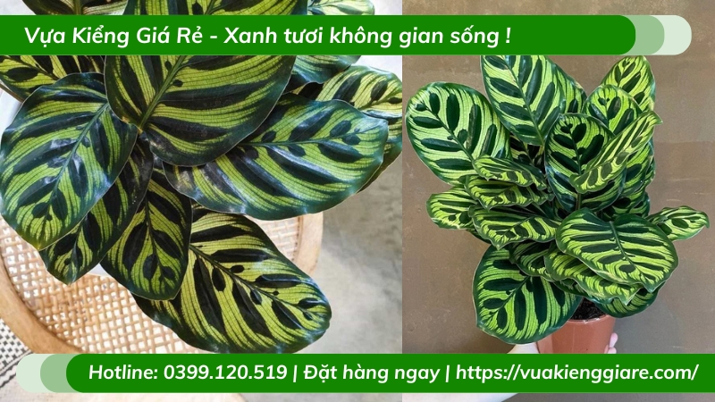 Cây đuôi công khổng tước trồng chậu để bàn