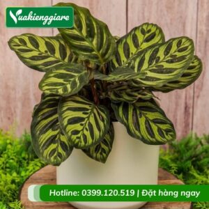 Cây đuôi công khổng tước trồng chậu để bàn