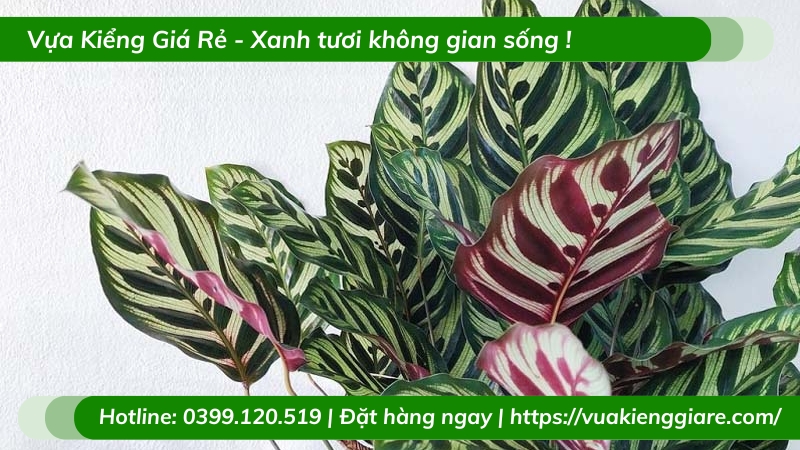 Cây đuôi công khổng tước trồng chậu để bàn