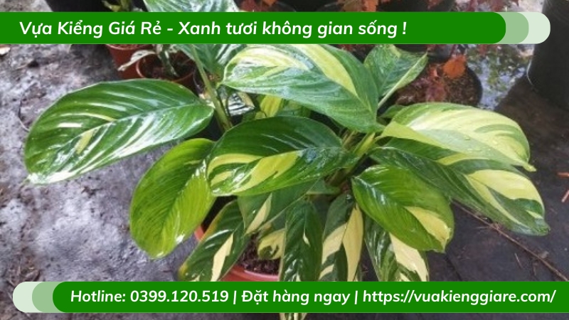 Cây đuôi công sọc vàng trồng chậu để bàn