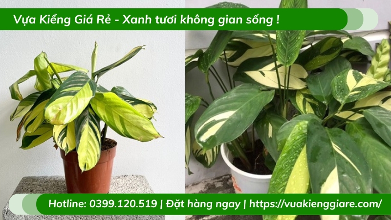 Cây đuôi công sọc vàng trồng chậu để bàn