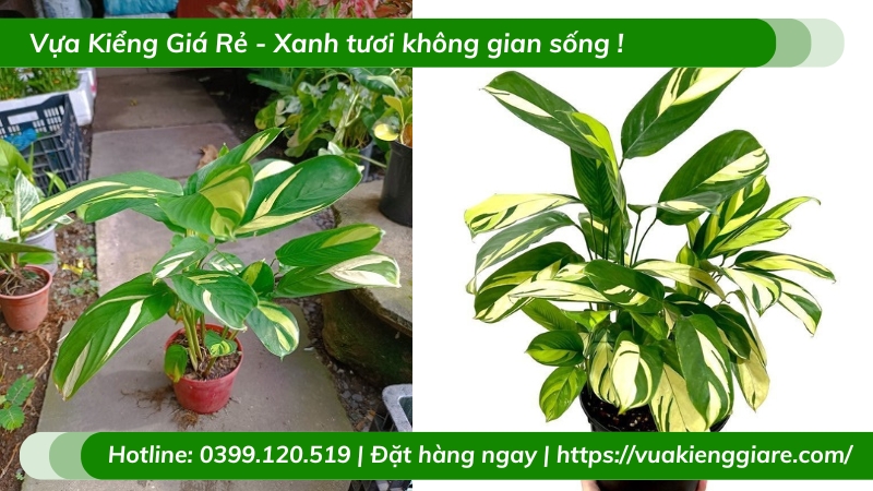 Cây đuôi công sọc vàng trồng chậu để bàn