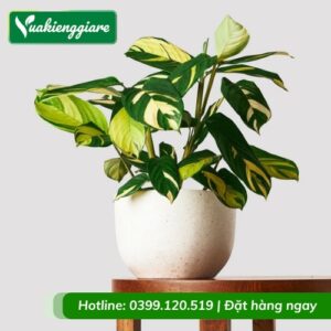 Cây đuôi công sọc vàng trồng chậu để bàn