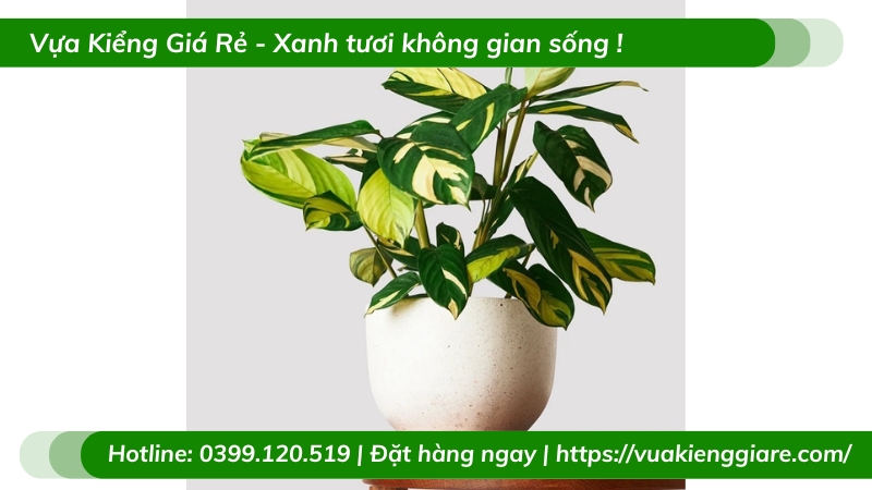 Cây đuôi công sọc vàng trồng chậu để bàn