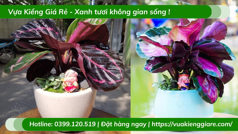 Cây đuôi công tím để bàn