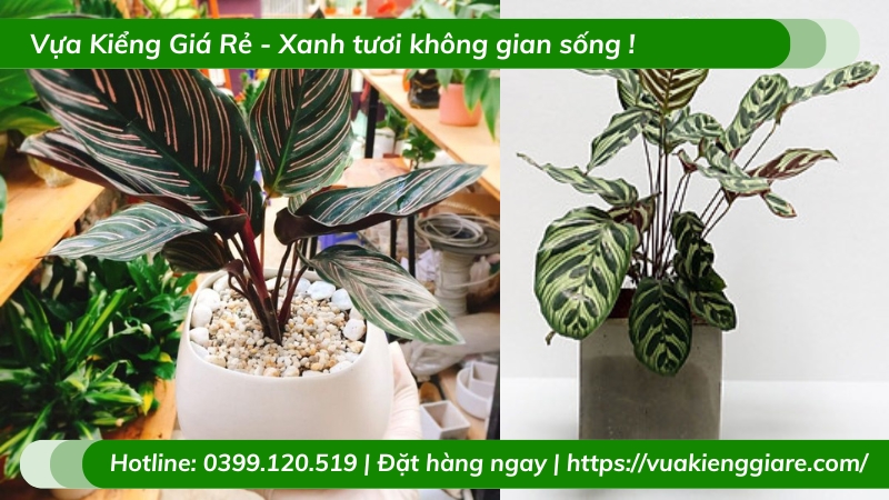 Cây đuôi công tím để bàn