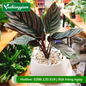 Cây đuôi công tím để bàn