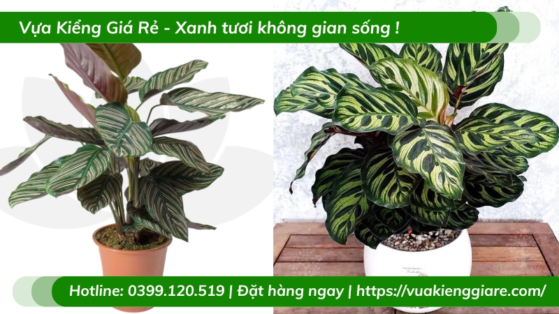 Cây đuôi công tím để bàn