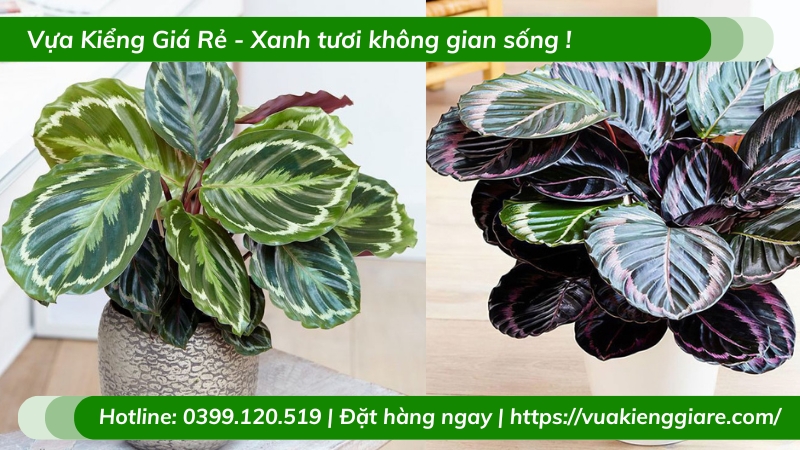 Cây đuôi công tím để bàn