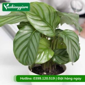 Cây đuôi công xanh để bàn