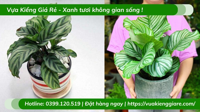 Cây đuôi công xanh để bàn