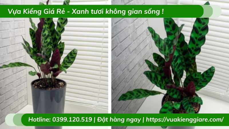 Cây đuôi phụng trồng chậu để bàn