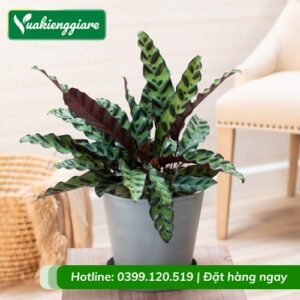 Cây đuôi phụng trồng chậu để bàn