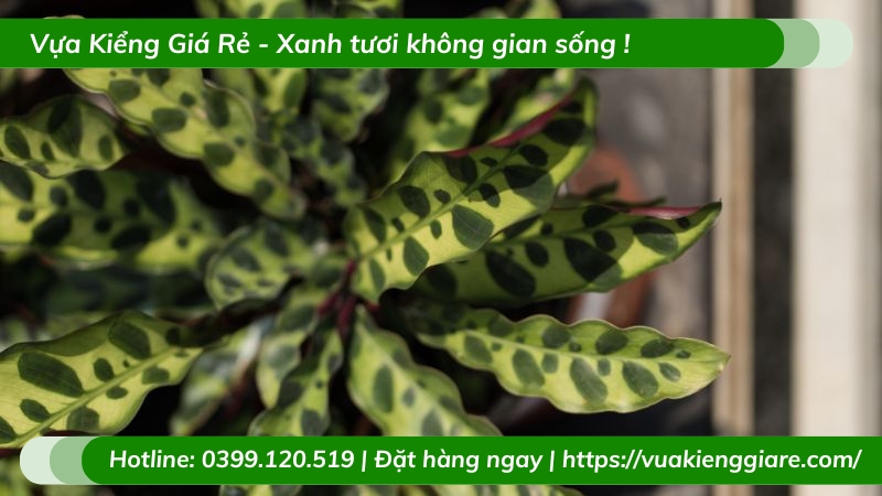 Cây đuôi phụng trồng chậu để bàn