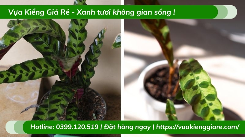 Cây đuôi phụng trồng chậu để bàn