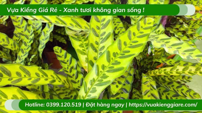 Cây đuôi phụng trồng chậu để bàn