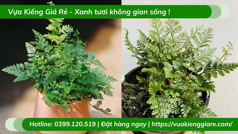 Cây dương xỉ chân thỏ chậu để bàn làm việc