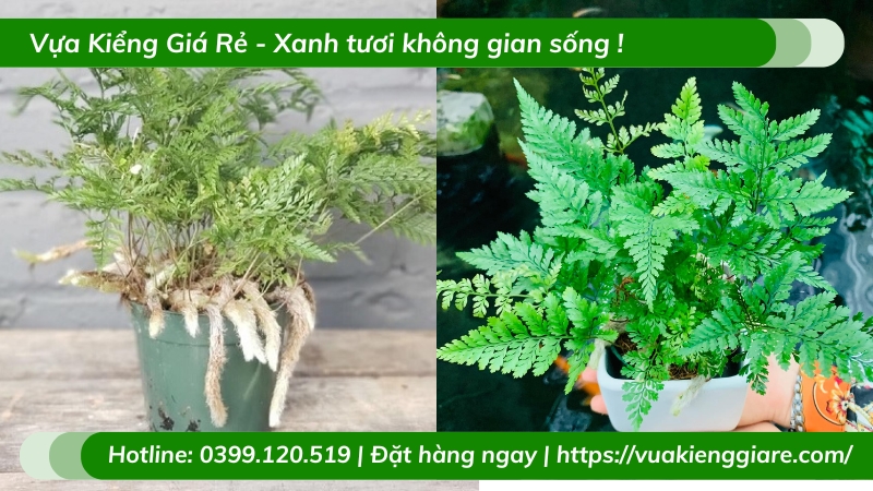 Cây dương xỉ chân thỏ chậu để bàn làm việc