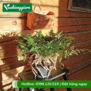 Cây dương xỉ chân thỏ chậu để bàn làm việcCây dương xỉ chân thỏ chậu để bàn làm việc
