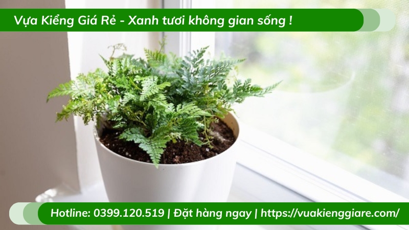 Cây dương xỉ chân thỏ chậu để bàn làm việc
