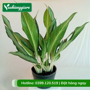 Cây giữ tiền trồng chậu trang trí bàn làm việc