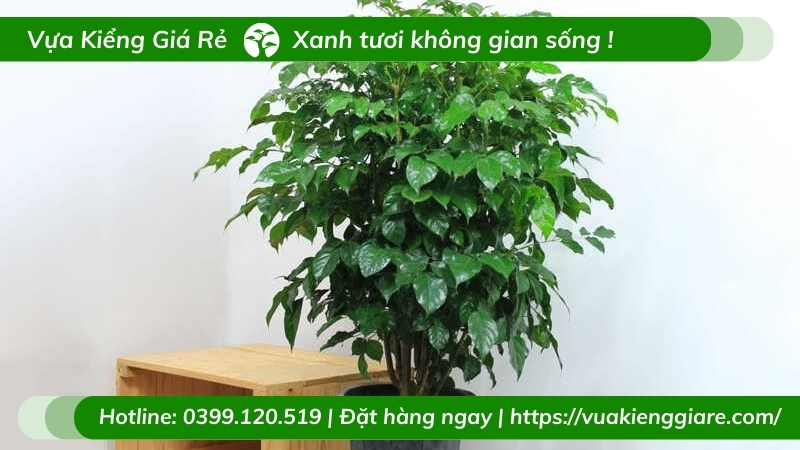 Cây hạnh phúc 1 cốt trồng chậu ý nghĩa